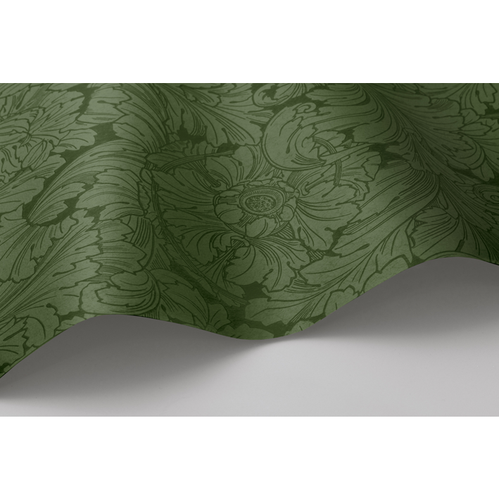 Acanthus