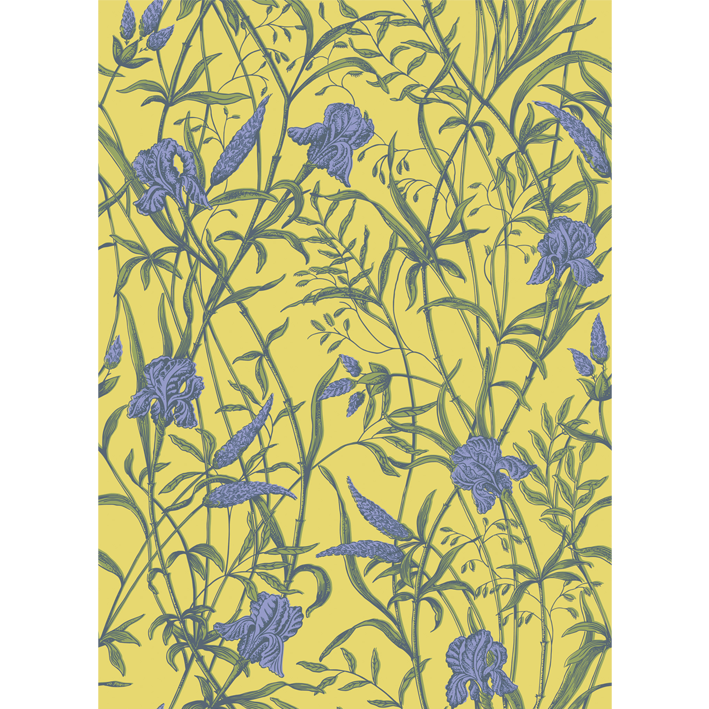 Iris