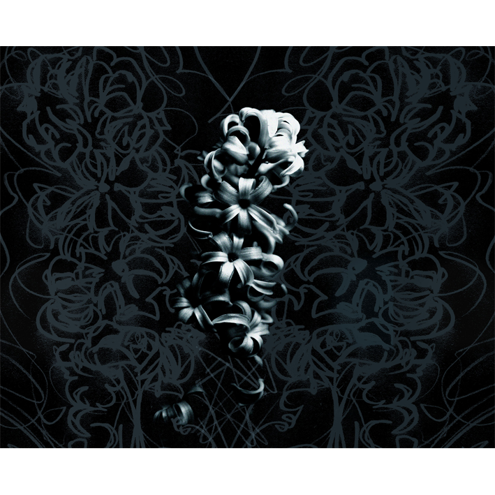JACINTHE BLEU SUR NOIR