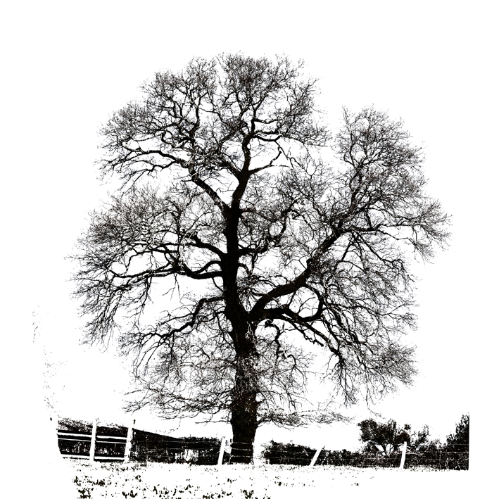 ARBRE NOIR SUR BLANC