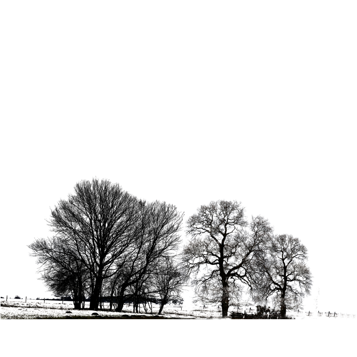 ARBRES NOIR SUR BLANC