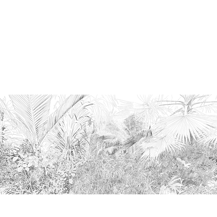 FORÊT TROPICALE AU CRAYON
