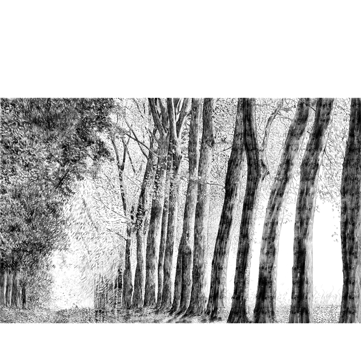 FORÊT AU CRAYON