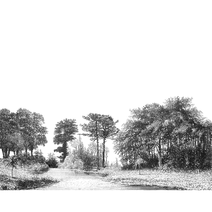 GRAVURE FORÊT