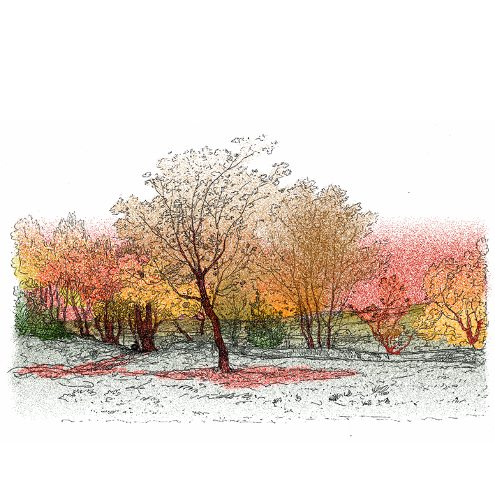 Paysage arbre automne