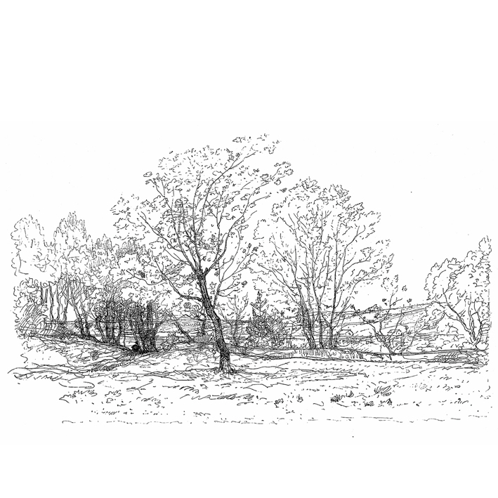 Paysage arbre N&B