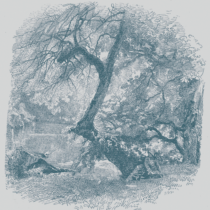 VIEIL ARBRE