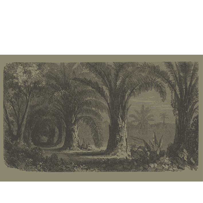 PALMERAIE SEPIA