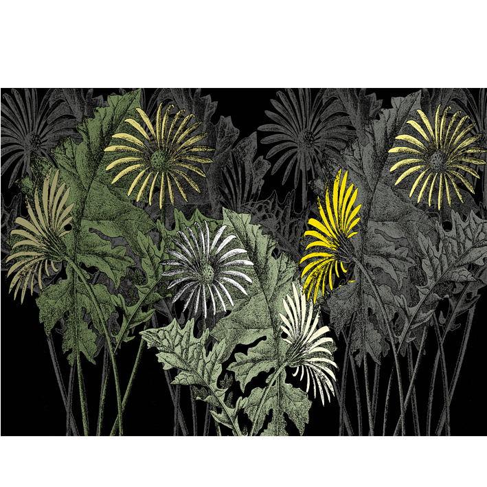 FLEURS GÉANTES FOND NOIR